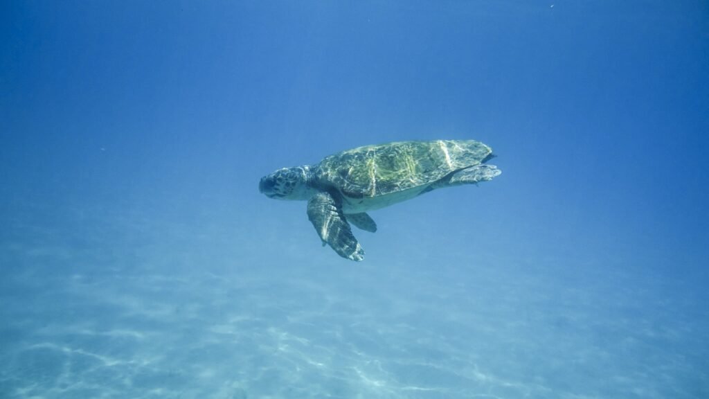 tortoise, water turtle, portrait