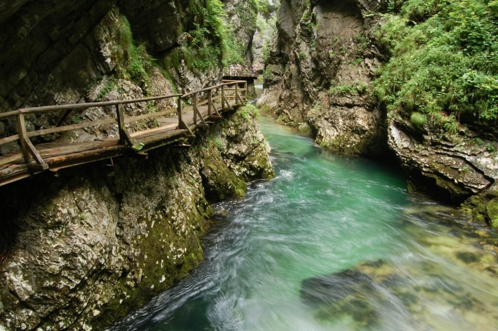 a river flowing through a lush green forest